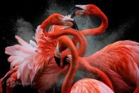 تصاویر/ برندگان مسابقه عکاسی پرندگان ۲۰۱۸