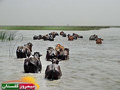 دریاچه هامون یک میراث طبیعی بشر که باید حفظ شود