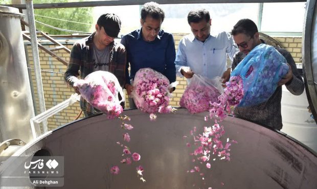 ثمره پنج سال فعالیت منابع طبیعی گلستان به بار نشست؛آغاز برداشت محصول ۲۵ هکتار از گلستان های محمدی وامنان