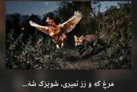 ضرب المثل‌هایی از گویش سیستانی